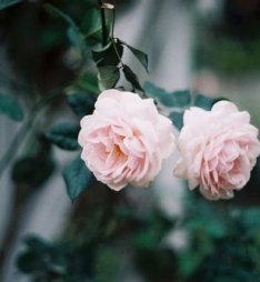 花开花落花满天